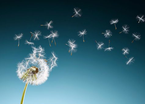 Le salarié qui dénonce un délit ou crime dont il a eu connaissance dans l’exercice de ses fonctions n’a pas à agir de manière désintéressée pour bénéficier de la protection prévue à l’article L. 1132-3-3 du Code du travail Le salarié qui dénonce un délit ou crime dont il a eu connaissance dans l’exercice de ses fonctions n’a pas à agir de manière désintéressée pour bénéficier de la protection prévue à l’article L. 1132-3-3 du Code du travail